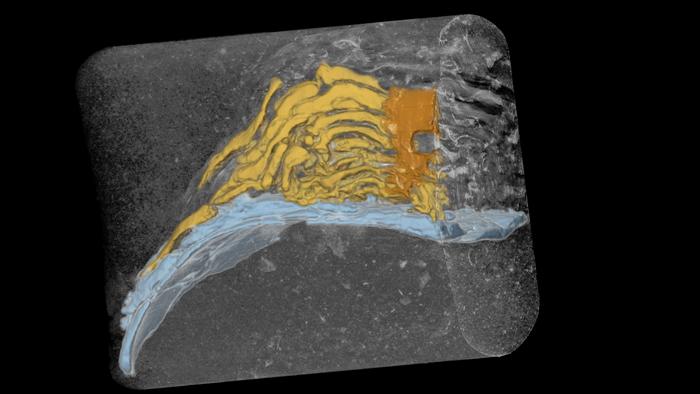 X-ray scan of fossil kelp holdfast