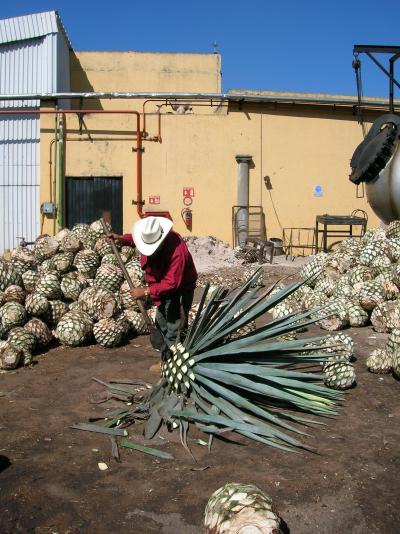 Jimador at Tequila Distillery
