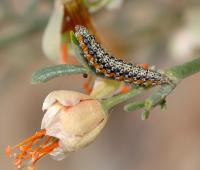 The Caterpillars of <em>Ustyurtia zygophyllivora</em> Have Distinct Warning Coloration