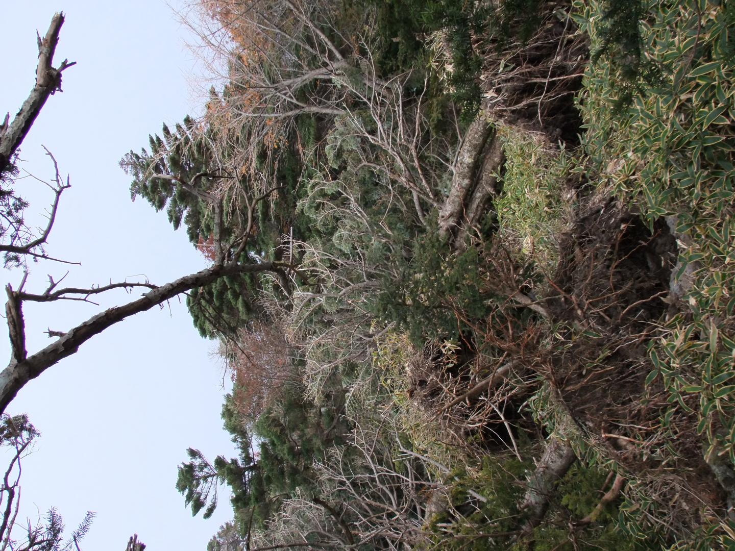 Uprooted Trees in Hallasan National Park, South Korea, after Typhoon Bolaven Struck (2 of 3)