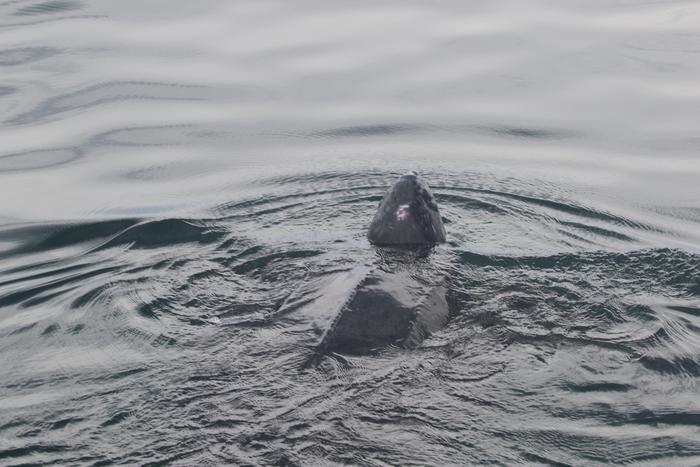 Leatherback sea turtle