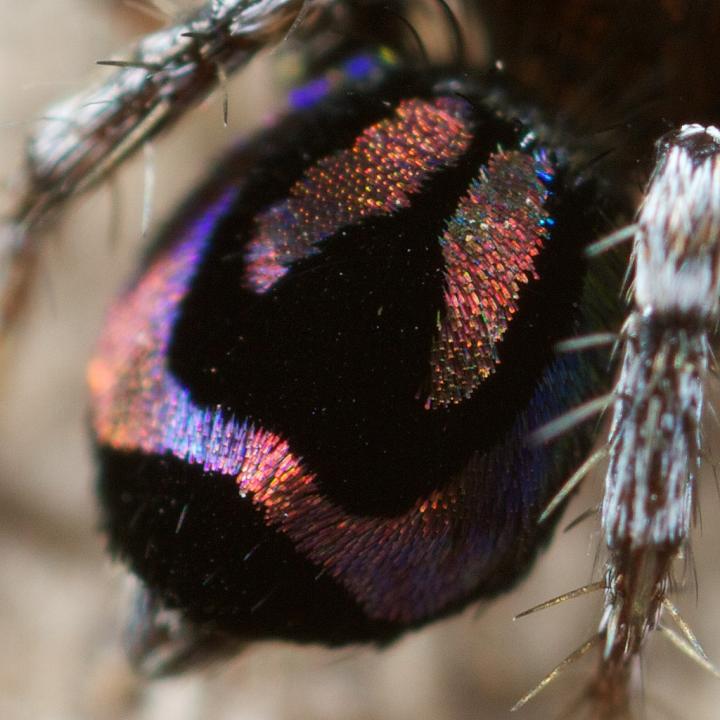 Peacock Spider <i>Maratus robinsoni</i>