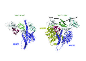 The three proteins, BICC1, ANKS3, and ANKS6 interacting to bind and regulate mRNA in asymmetrical development of organs.