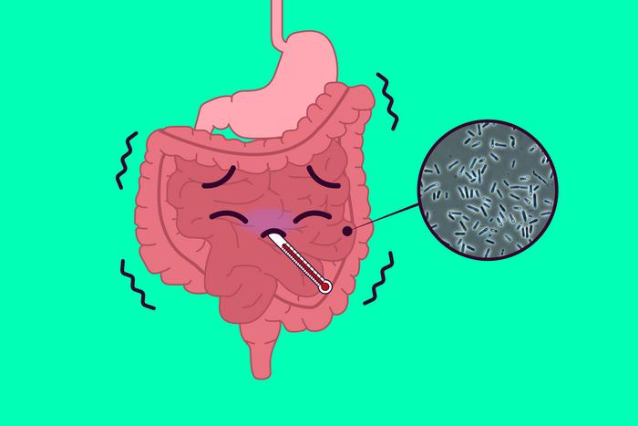 Clostridium perfringens spore formation in the intestines