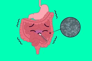 Clostridium perfringens spore formation in the intestines