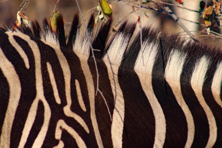 Close up of Zebra Stripes
