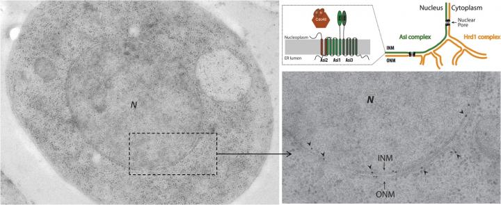 Yeast Cell Nucleous Membrane