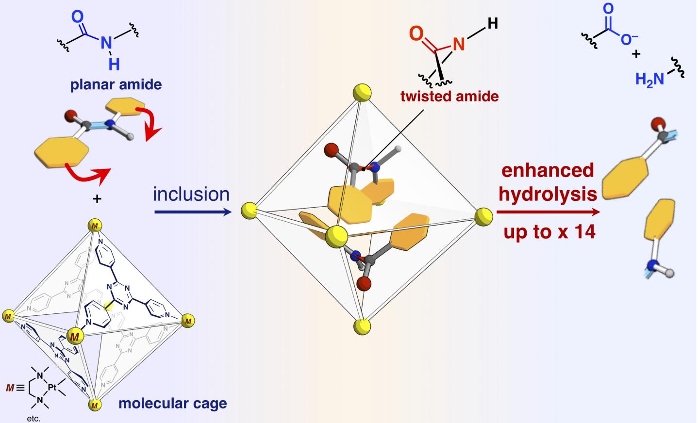 Hydrolysis in a Cage