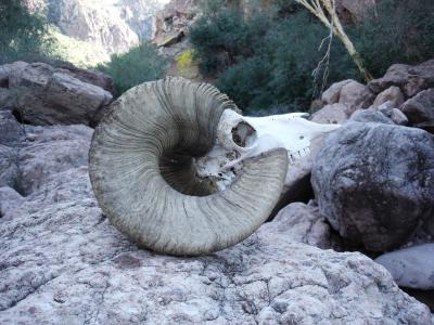 Bighorn Sheep Skull