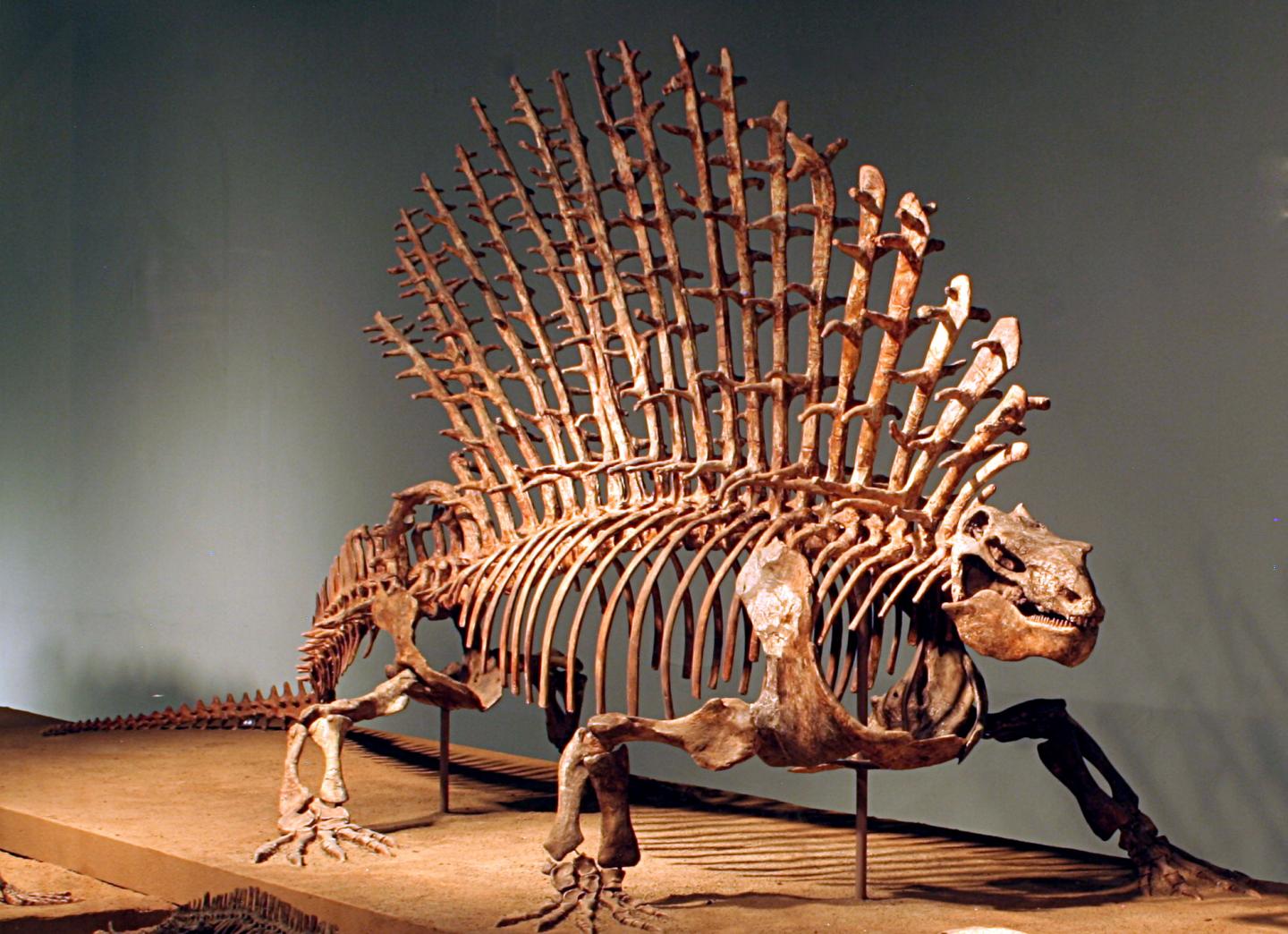 Edaphosaurus