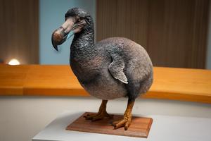 Palaeoartist Karen Fawcett’s Dodo sculpture.