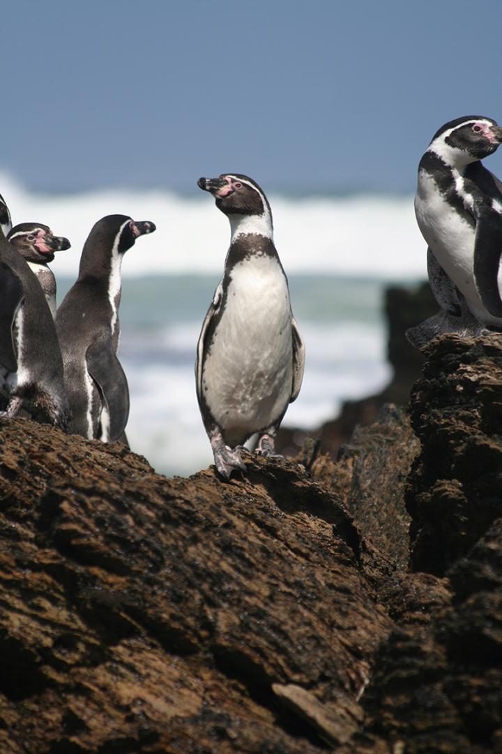 Humboldt Penguins