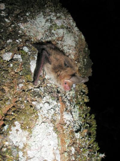 The Bechstein's Bat, <i>Myotis bechsteinii</i>
