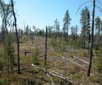Post-Fire Forest in Eastern North America