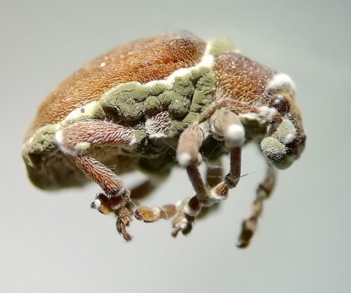 A Eucalyptus snout beetle infected with pathogenic fungi in Colombia.