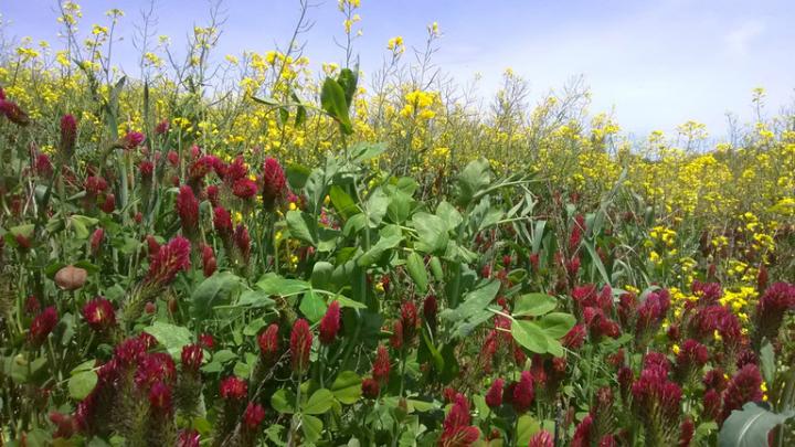 Cover Crops