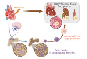 Illustration of stress buildup in stem cells.