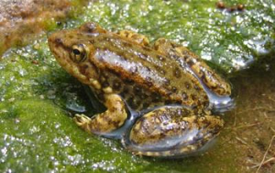 Mountain Yellow-Legged Frog