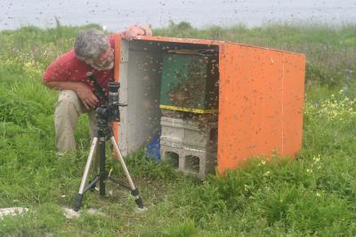 Honey Bees Settling on a Nest Box