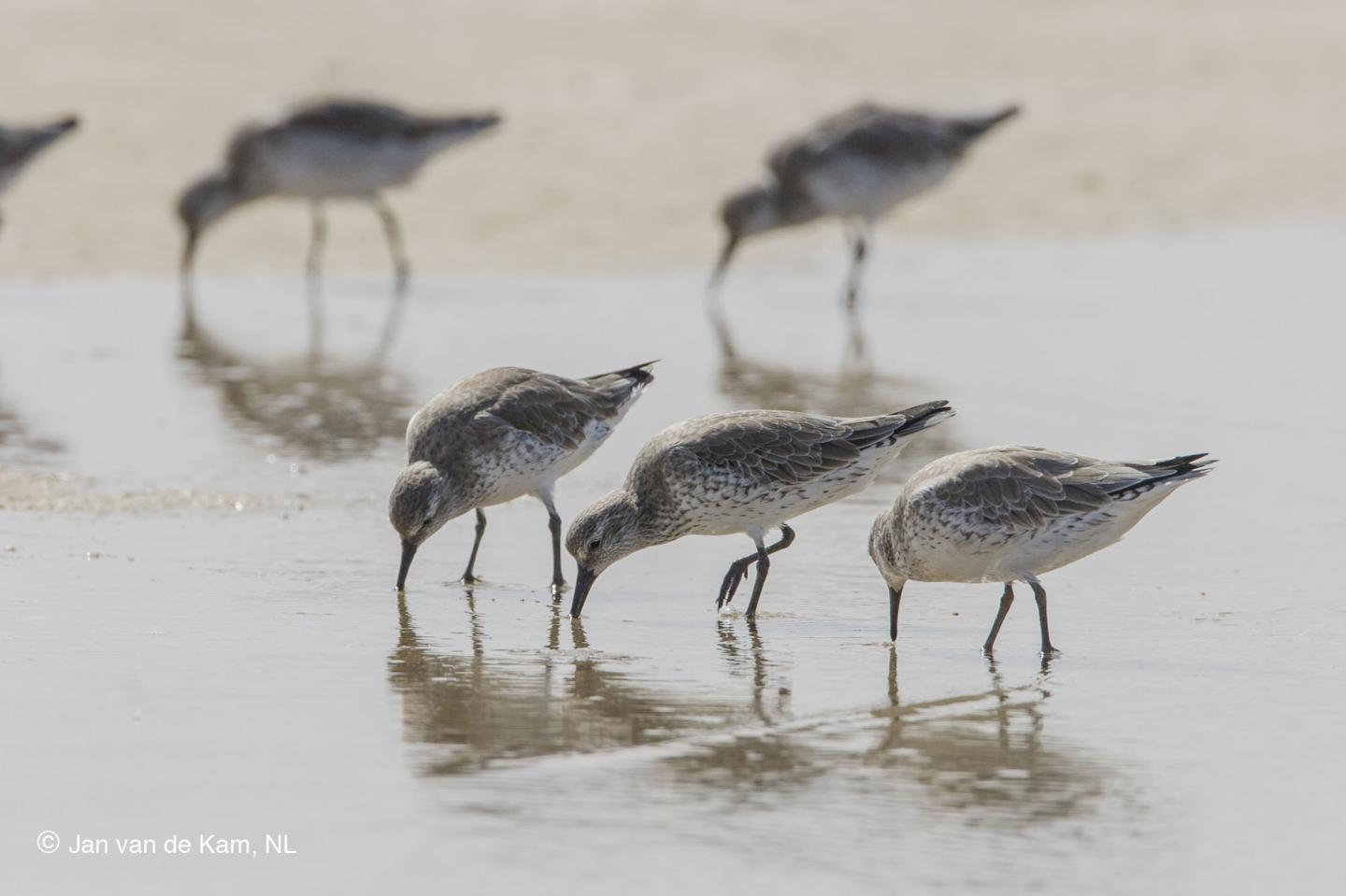 While the Arctic Warms, Migrating Birds Pay the Price in the Tropics (1 of 3)