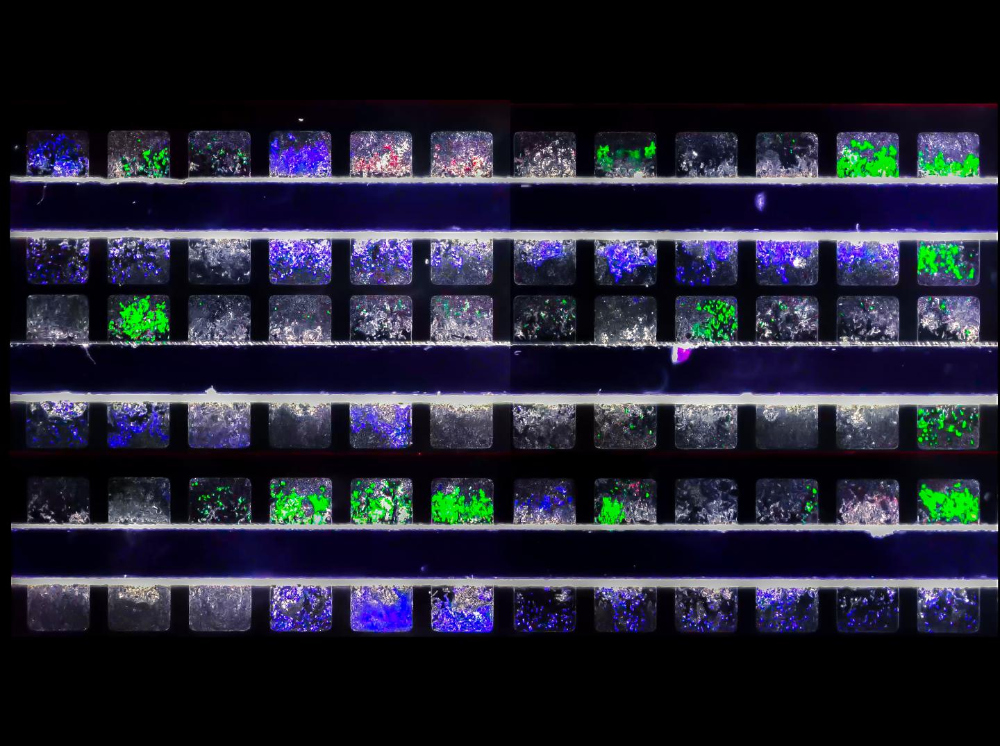 Synthetic Biologists Extend Functional Life of Cancer Fighting Circuitry in Microbes