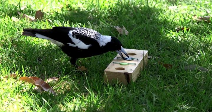 Australian Magpies