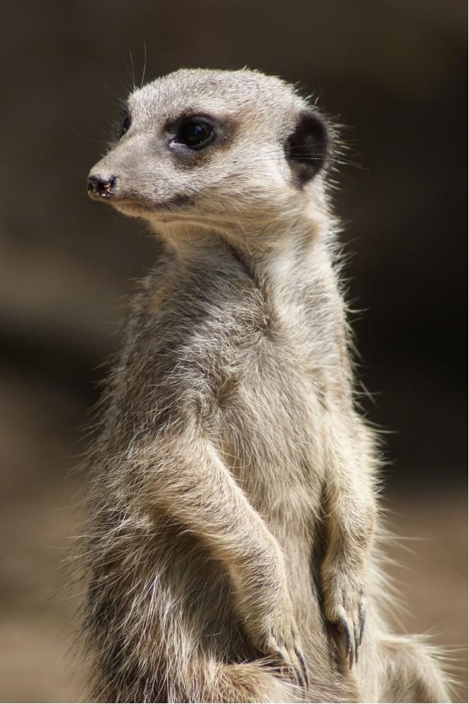 Meerkat Sitting