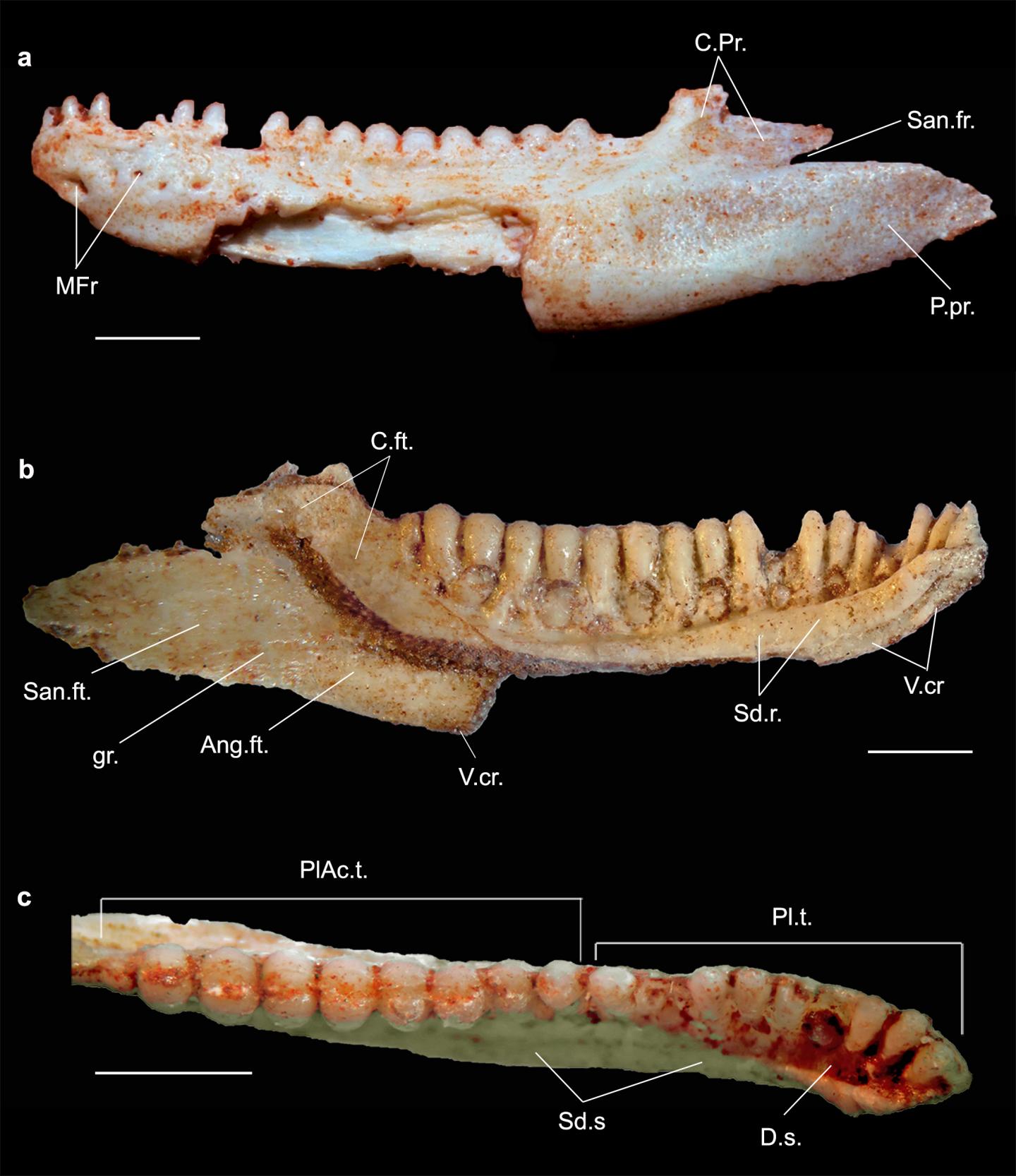 <i>Gueragama</i> Holotype