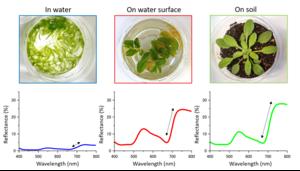 Reflectance comparison of different plant types