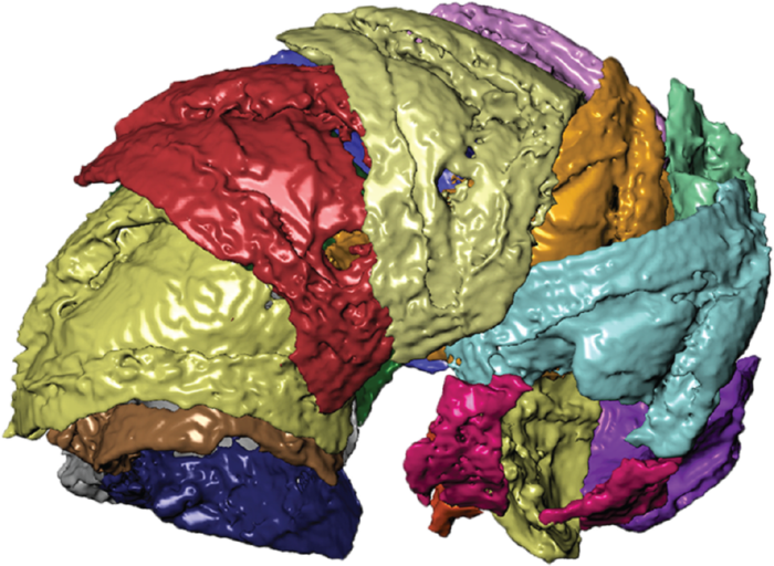 Lepidocoleus shurikenus