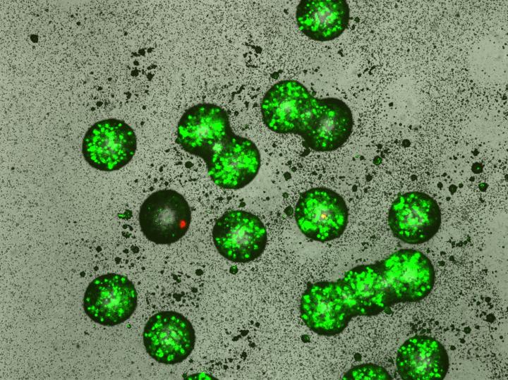 Selecting Lantibiotic-Producing Cells Using Alginate Microbeads (2 of 2)