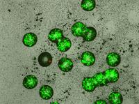 Selecting Lantibiotic-Producing Cells Using Alginate Microbeads (2 of 2)