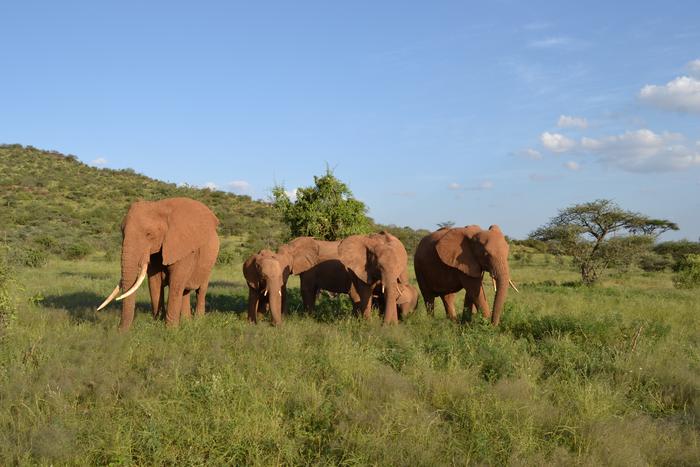 Elephants foraging