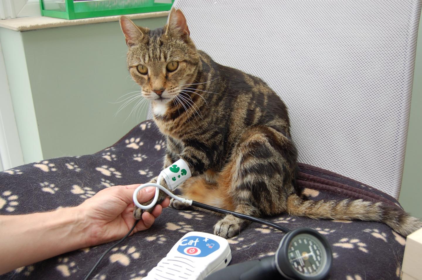 Cat Having its Blood Pressure Checked