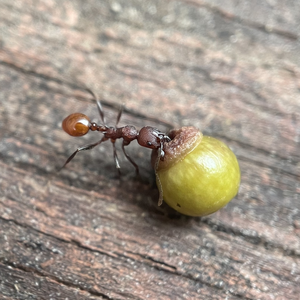 Ant with gall