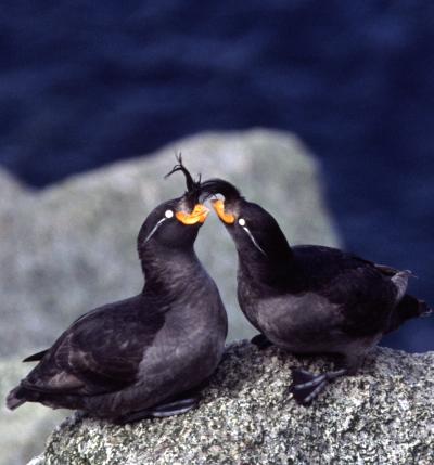 Courting Auklets