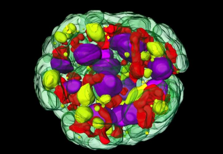 Inside of Alga Cells