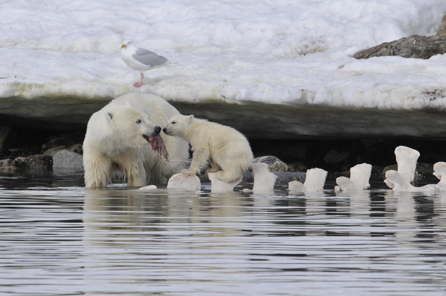 Female Bear with Cub