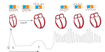 Keeping a Beating Heart in Rhythm (3 of 3) | EurekAlert!