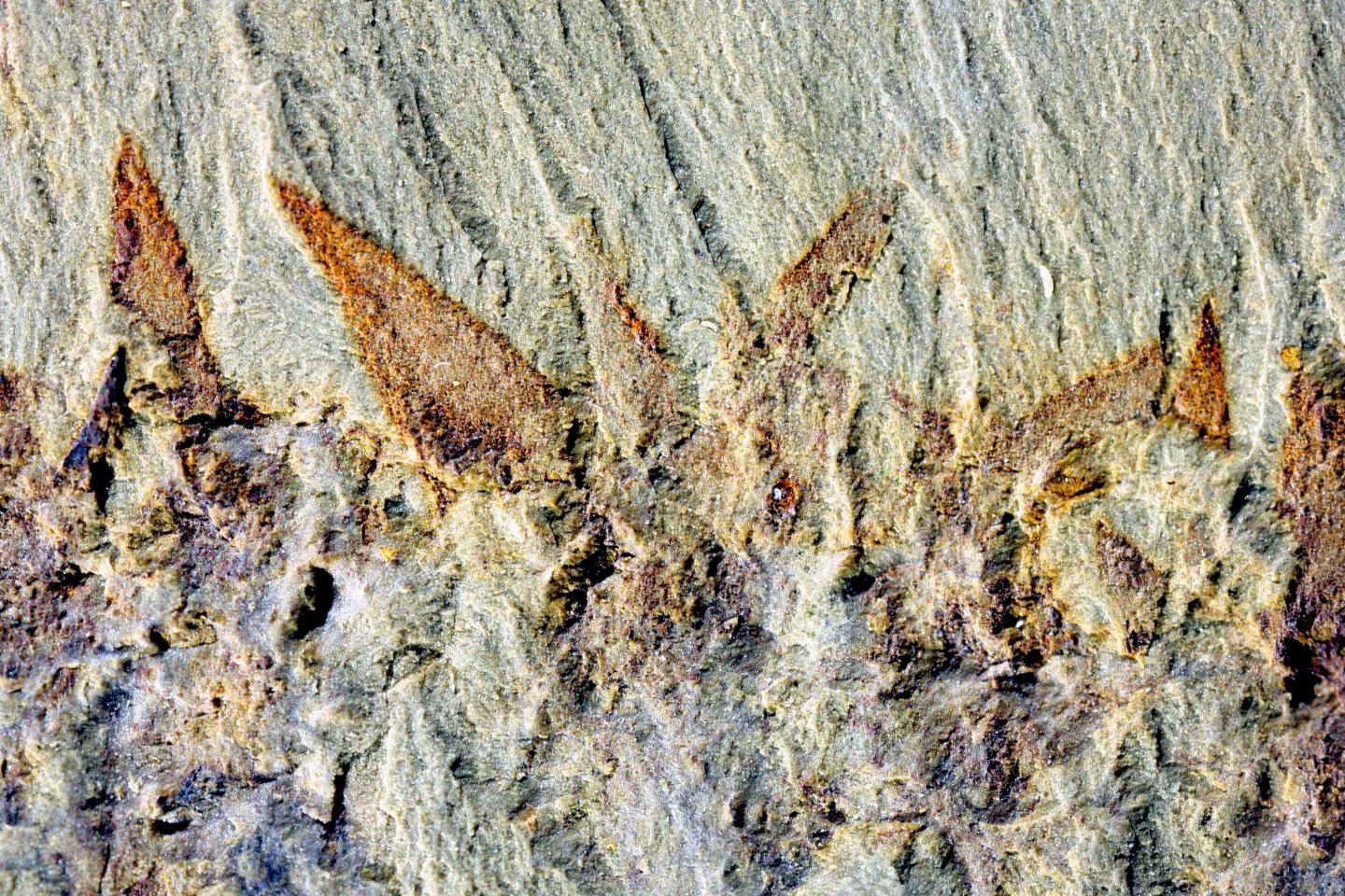 Spines at the Edge of the Animal