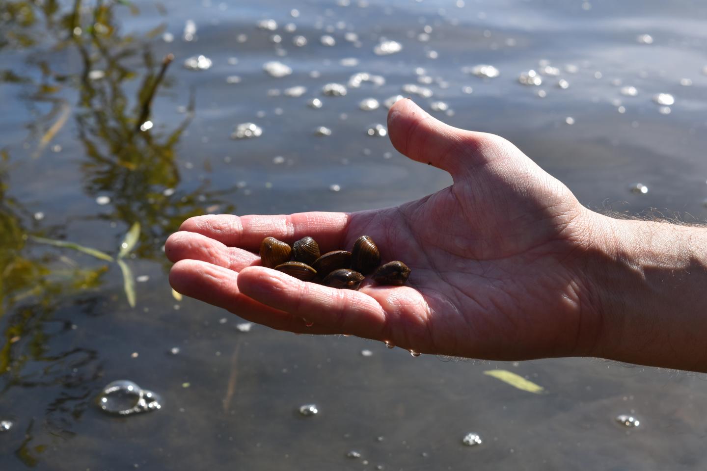 eDNA Tool Detects Invasive Clams before They Become a Nuisance