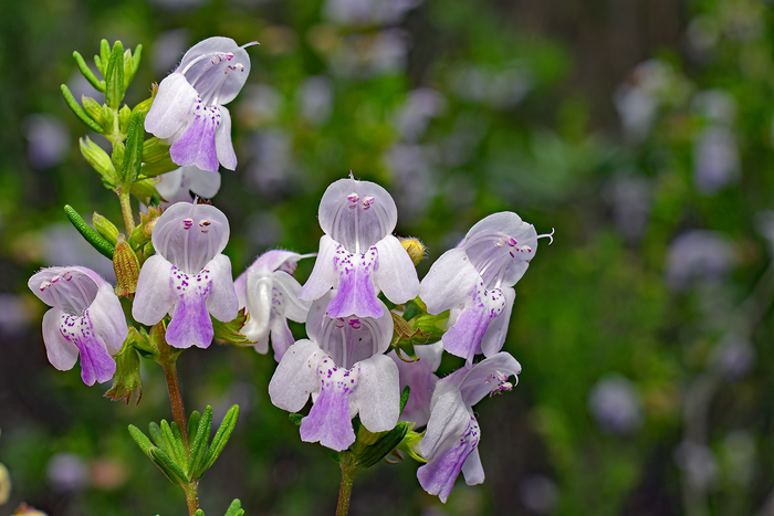 Conradina flowers