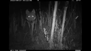 Wildlife camera night video of wolf walking