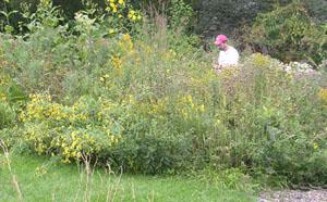 Urban Prairie Restoration
