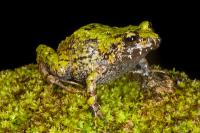 Critically Endangered Haitian Frog (2 of 3)