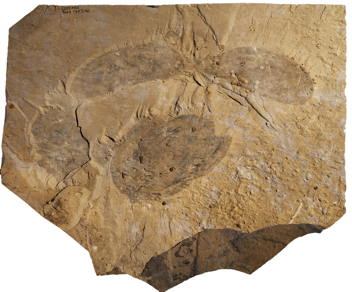 Titanokorys gainesi holotype fossil