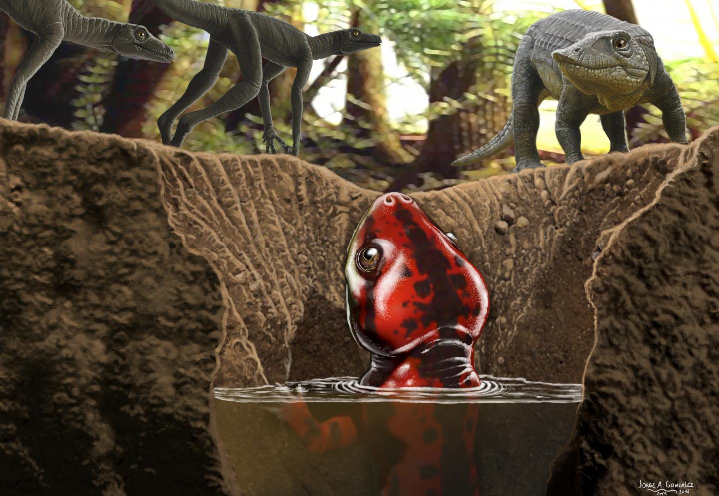 <em>Chinlestegophis jenkinsi</em>