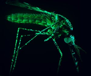 Macro Mosquito