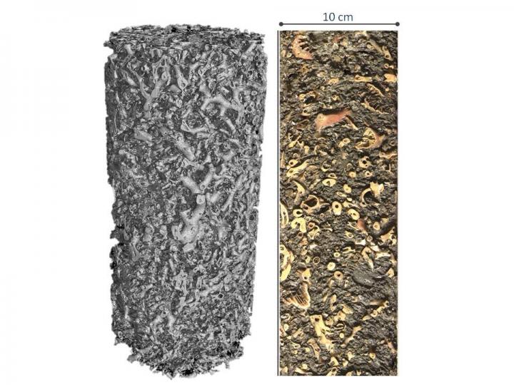 Gravity Core Showing Mediterranean Cold-Water Coral