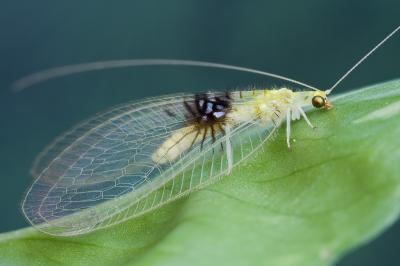 Adult Green Lacewing (1 of 2)